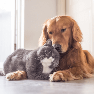 A golden dog cuddled with a companion pet grey cat